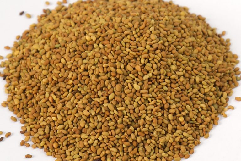 Alfalfa Seeds