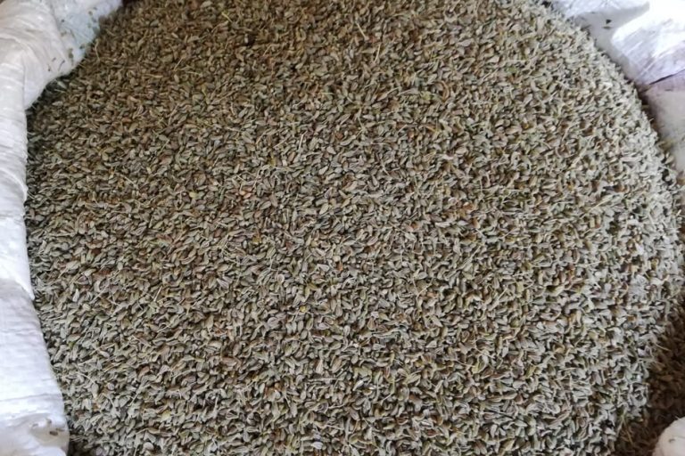 Anise Seeds
