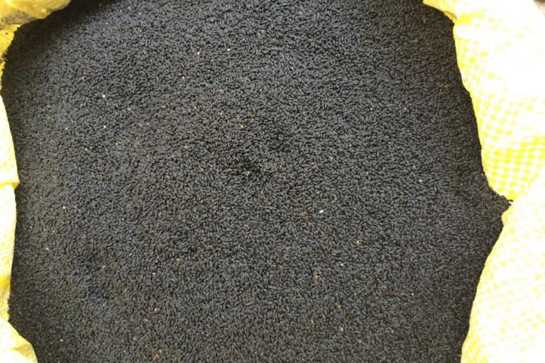Basil Seeds