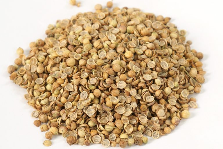 Coriander Seeds