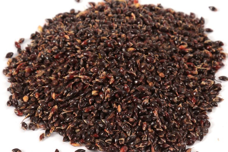 Corn Black Sweet Seeds