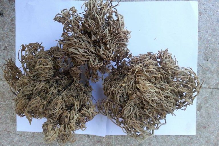 Dried Chaste Tree
