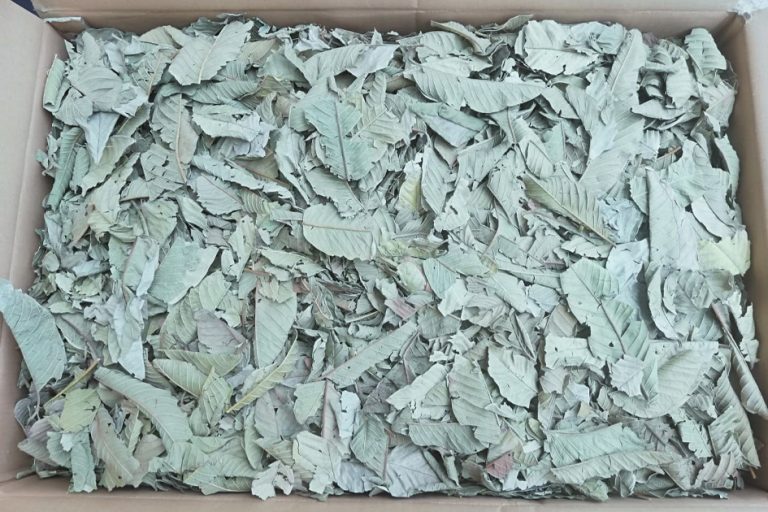 Dried Guava Whole Leaves