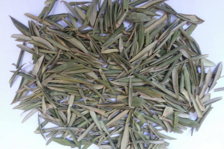 Dried Olive Leaves