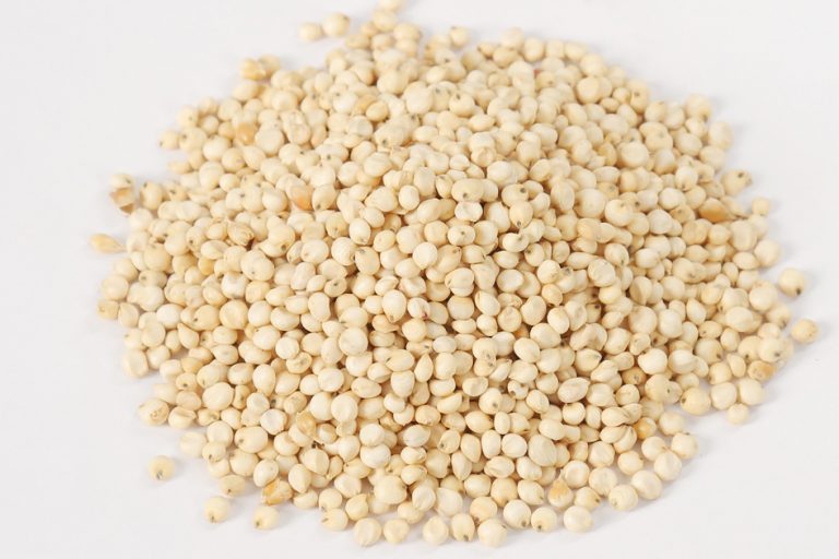 Dried Sorghum