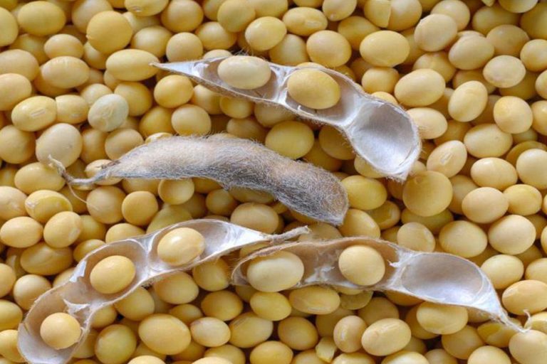 Dried Soya Beans