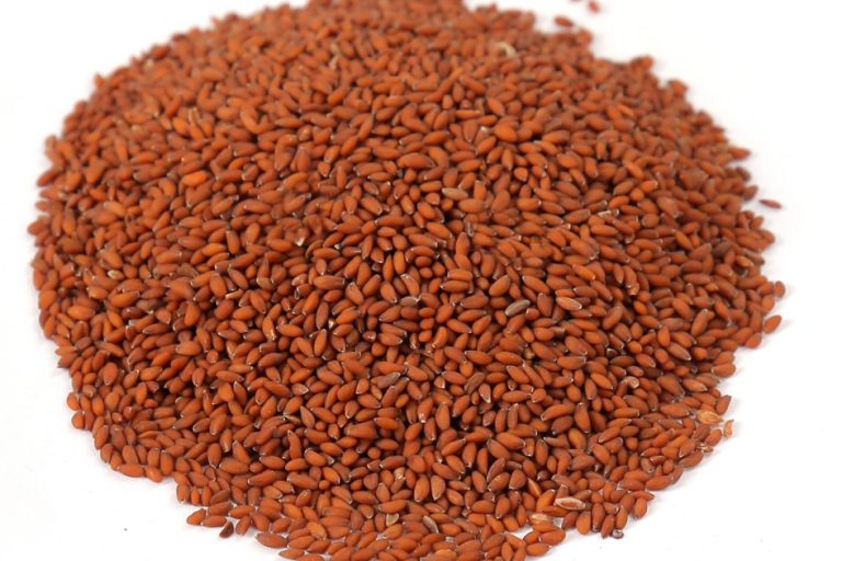 Lepidium Aativum Seeds