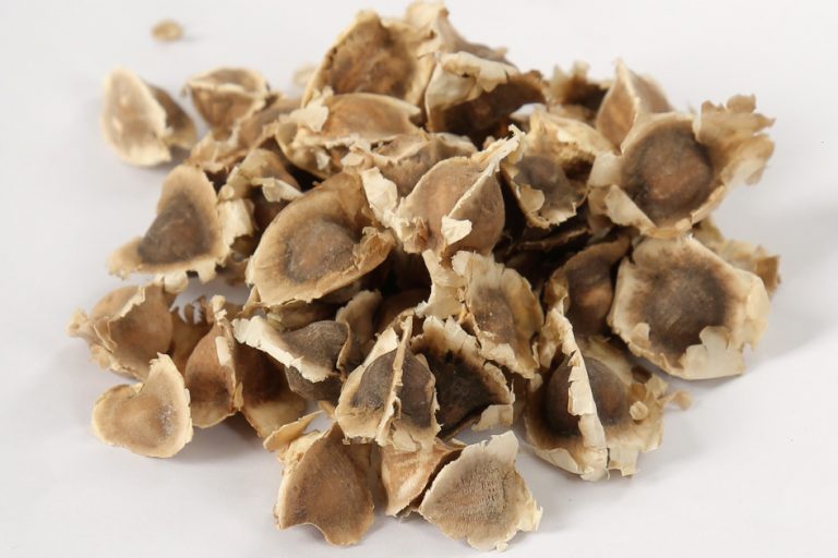 Moringa Seeds