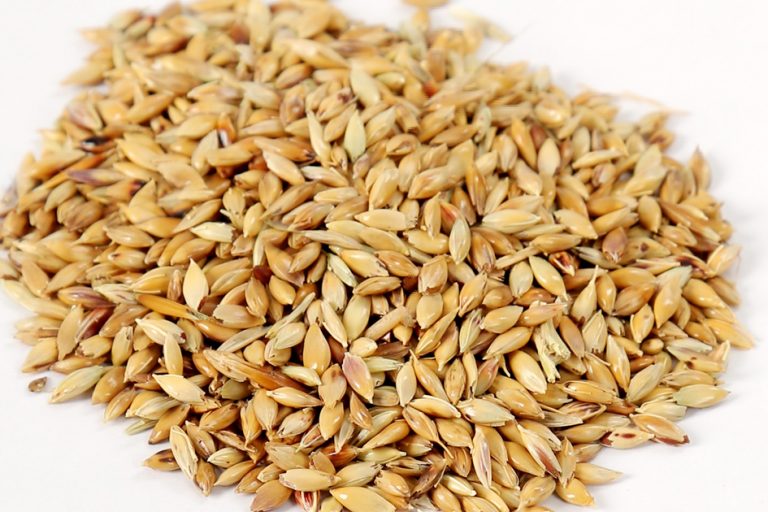 Napier Grass Seeds