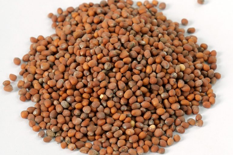 Radish Seeds