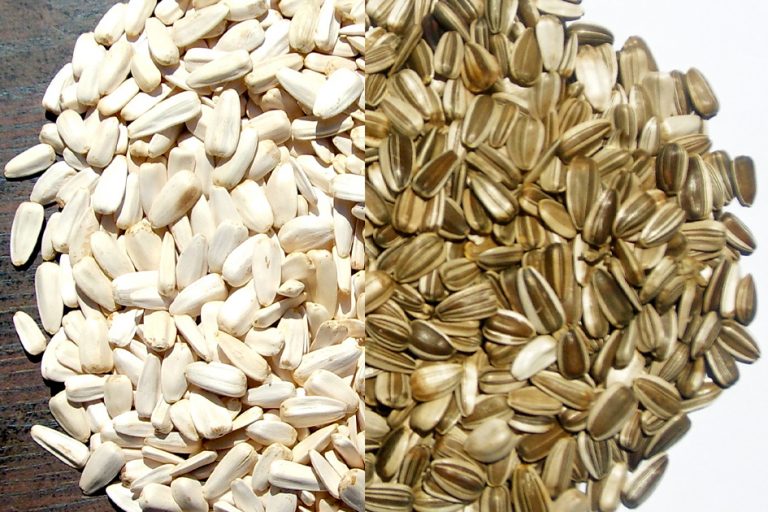 Sun Flower Seeds