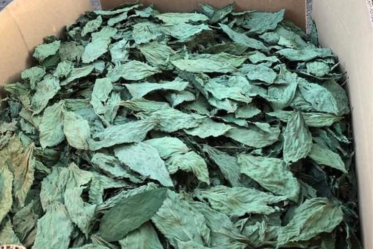 Dried Jew's Mallow Whole Leaves